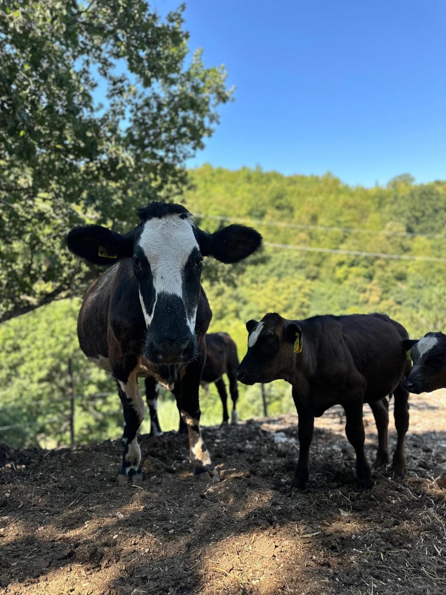 La E Bella Vakantieboerderij
