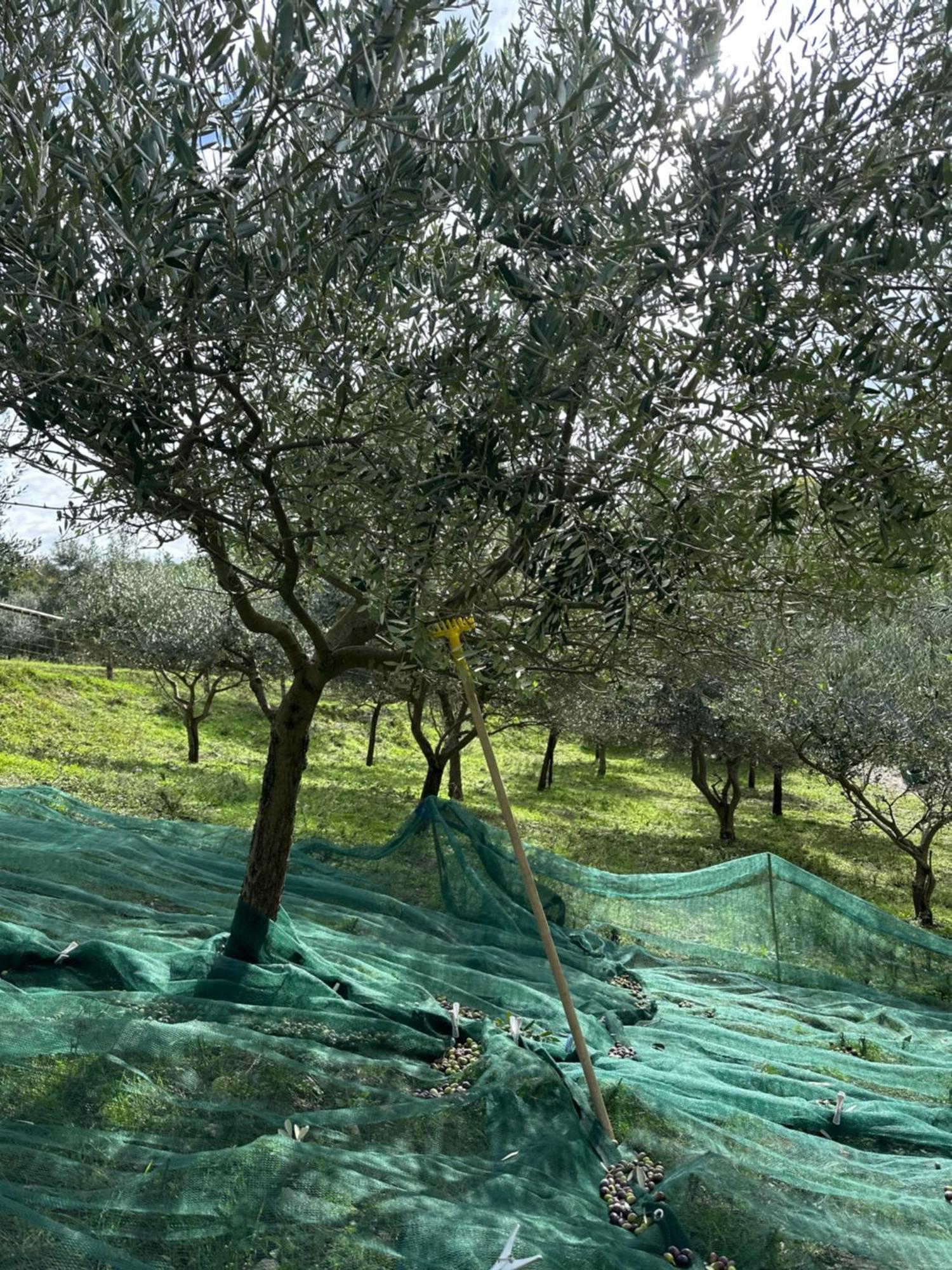 La E Bella Farm stay *